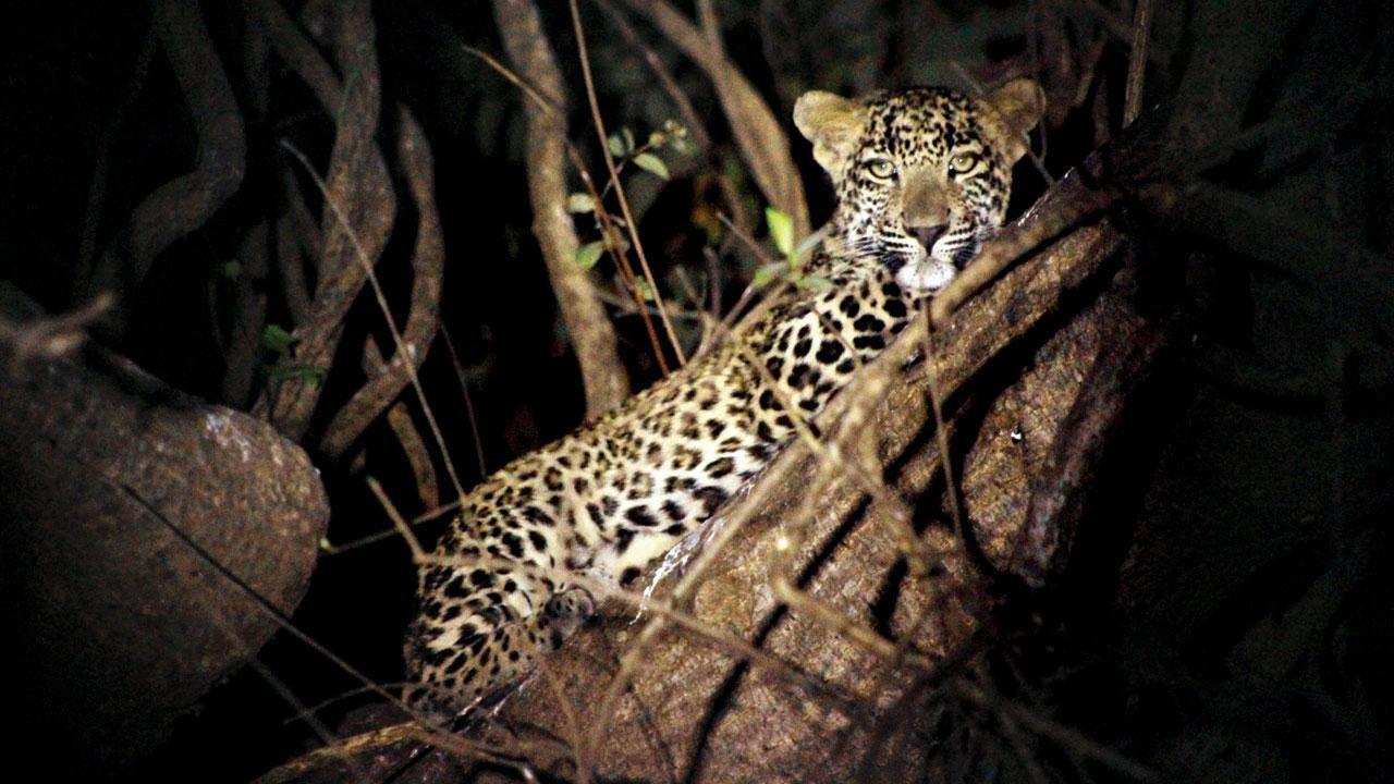 Human-animal conflict: How to live with leopards and let leopards live